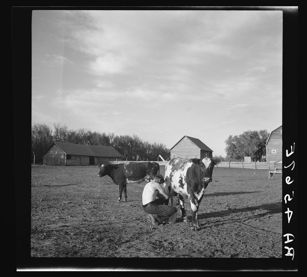[Untitled photo, possibly related to: Rehabilitation client's son milking cow. Custer County, Nebraska]. Sourced from the…