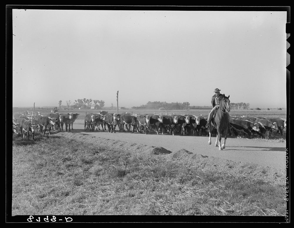 [Untitled photo, possibly related to: Cattle. Dawson County, Nebraska]. Sourced from the Library of Congress.