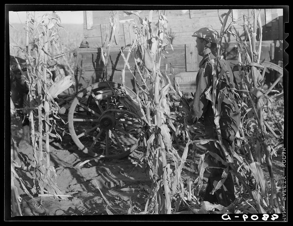 [Untitled photo, possibly related to: Nebraska farmer shucking corn]. Sourced from the Library of Congress.