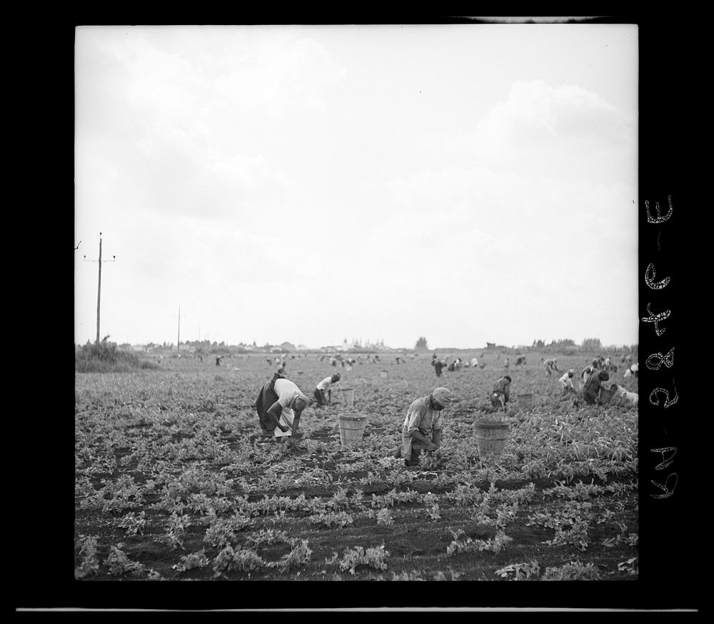 [Untitled photo, possibly related to: Picking beans. Belle Glade, Florida]. Sourced from the Library of Congress.