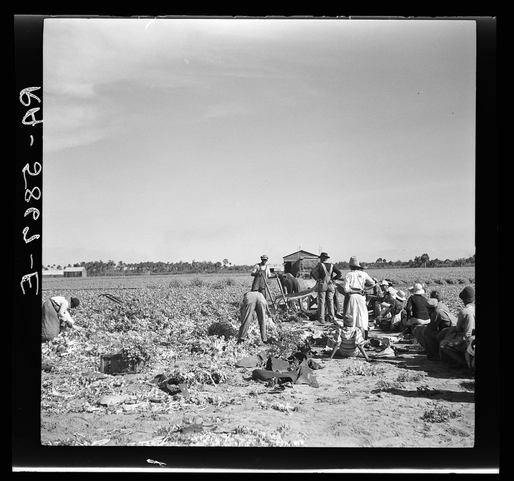 [Untitled photo, possibly related to: Harvesting celery at Sanford, Florida]. Sourced from the Library of Congress.