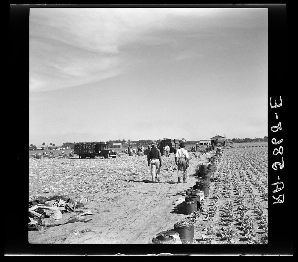 [Untitled photo, possibly related to: Harvesting celery at Sanford, Florida]. Sourced from the Library of Congress.