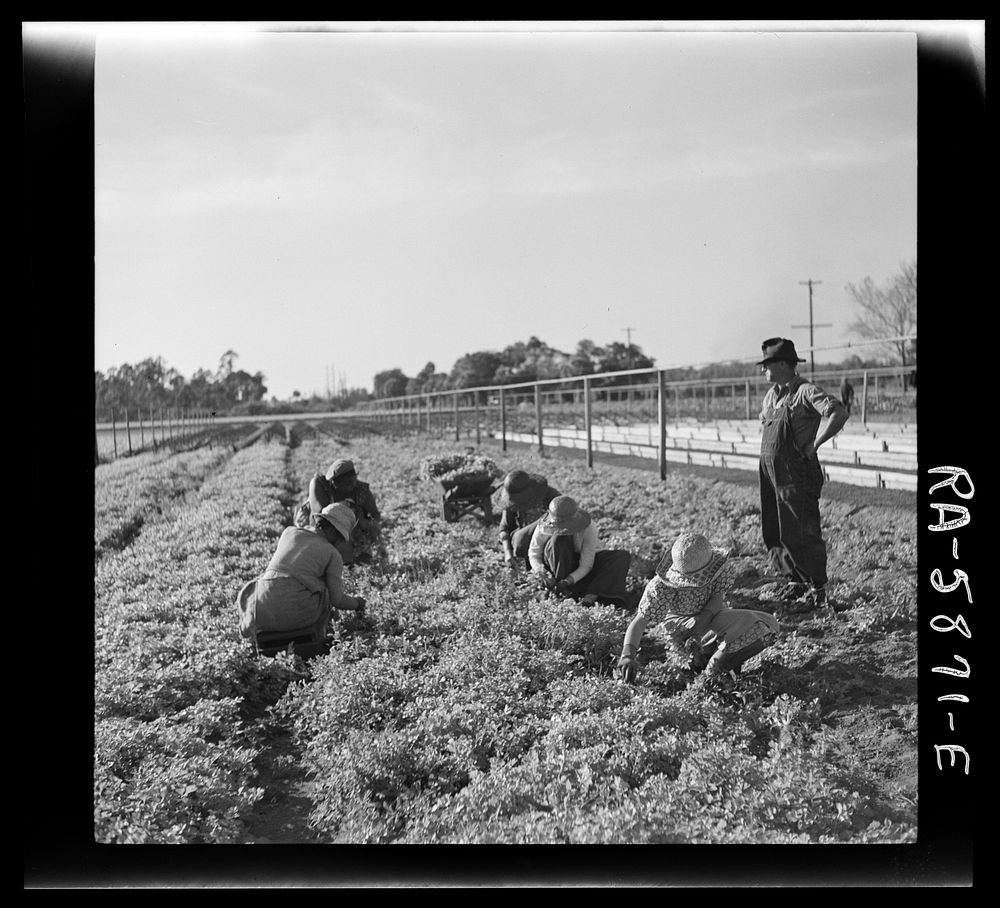 [Untitled photo, possibly related to: Pulling young celery shoots out of the beds before replanting in the fields. Sanford…