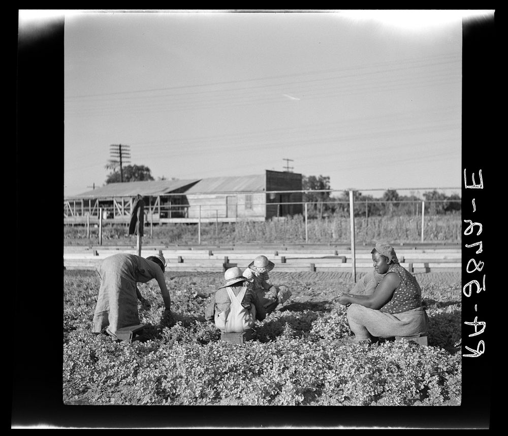[Untitled photo, possibly related to: Pulling young celery shoots out of the beds before replanting in the fields. Sanford…