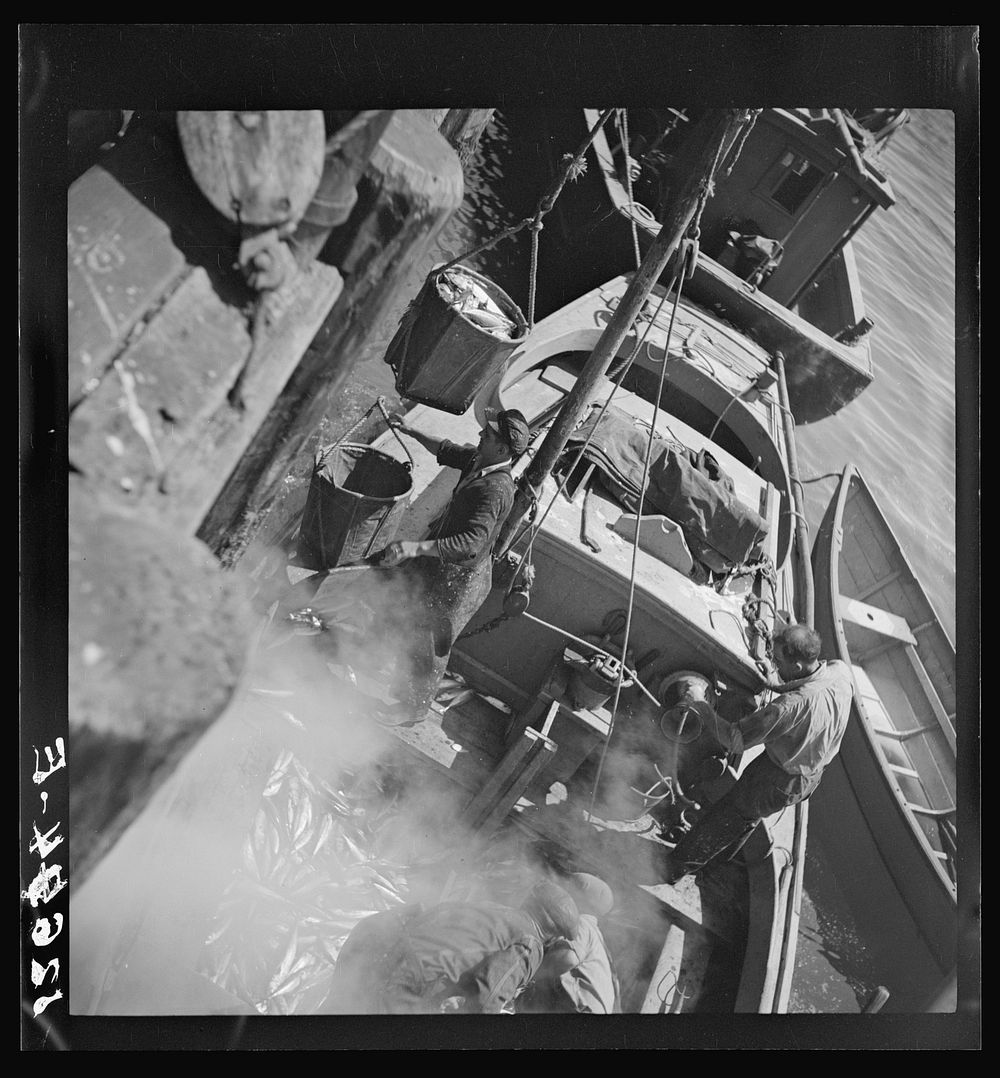 [Untitled photo, possibly related to: Landing fish at pier for direct overnight trucking to New York. Provincetown…