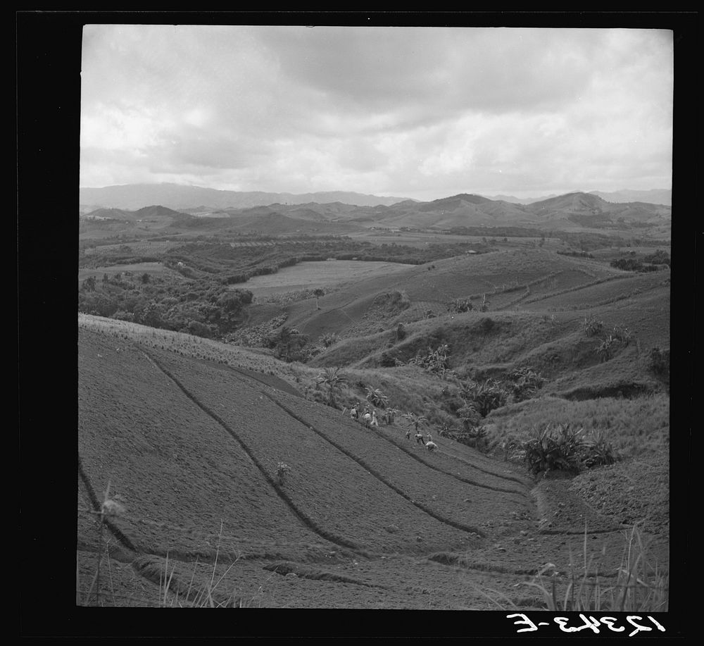 [Untitled photo, possibly related to: Hoeing a tobacco slope. No matter how steep, all of the hills in the picture are under…
