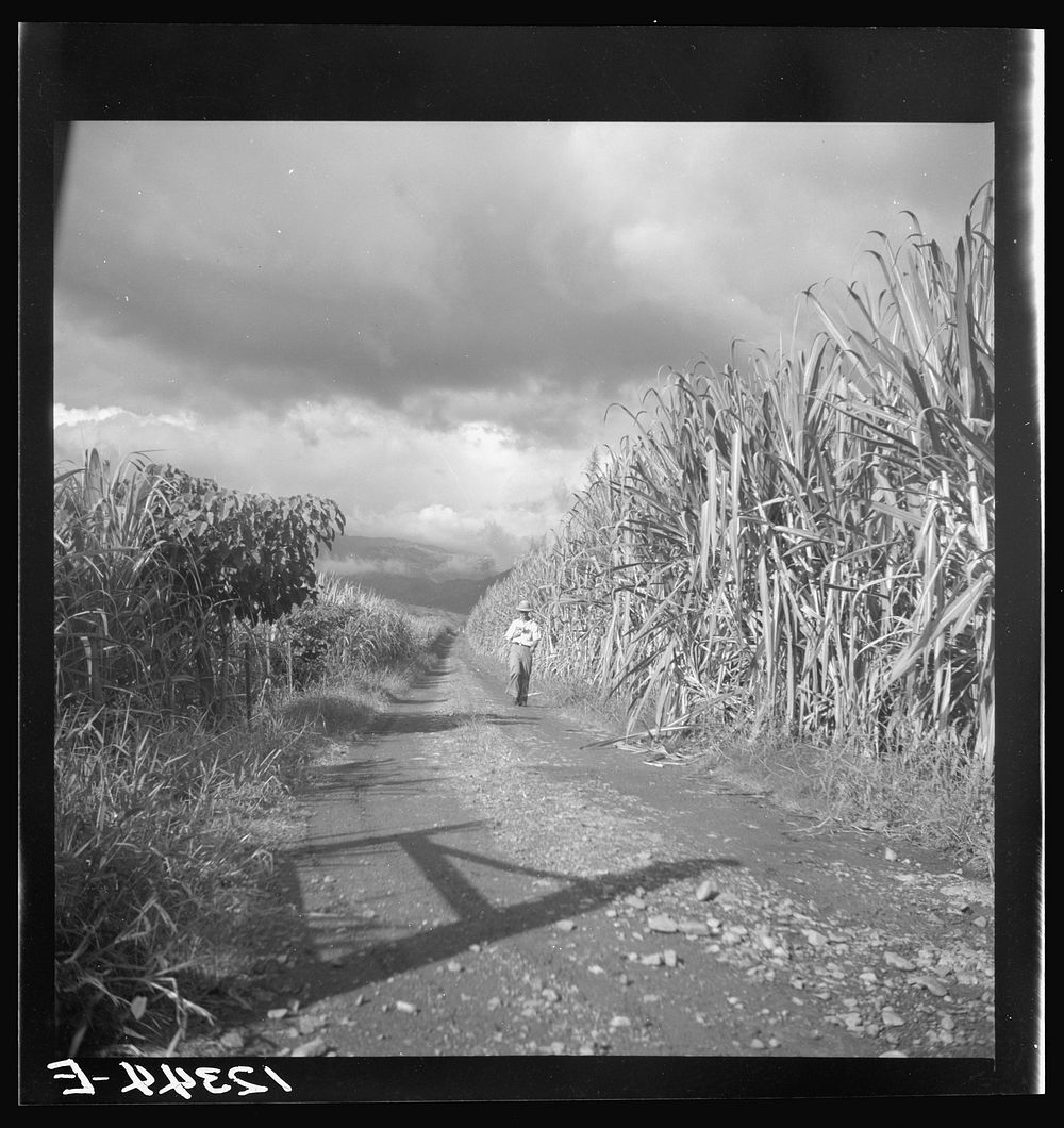 [Untitled photo, possibly related to: Cutting sugar cane. Near Ponce, Puerto Rico]. Sourced from the Library of Congress.