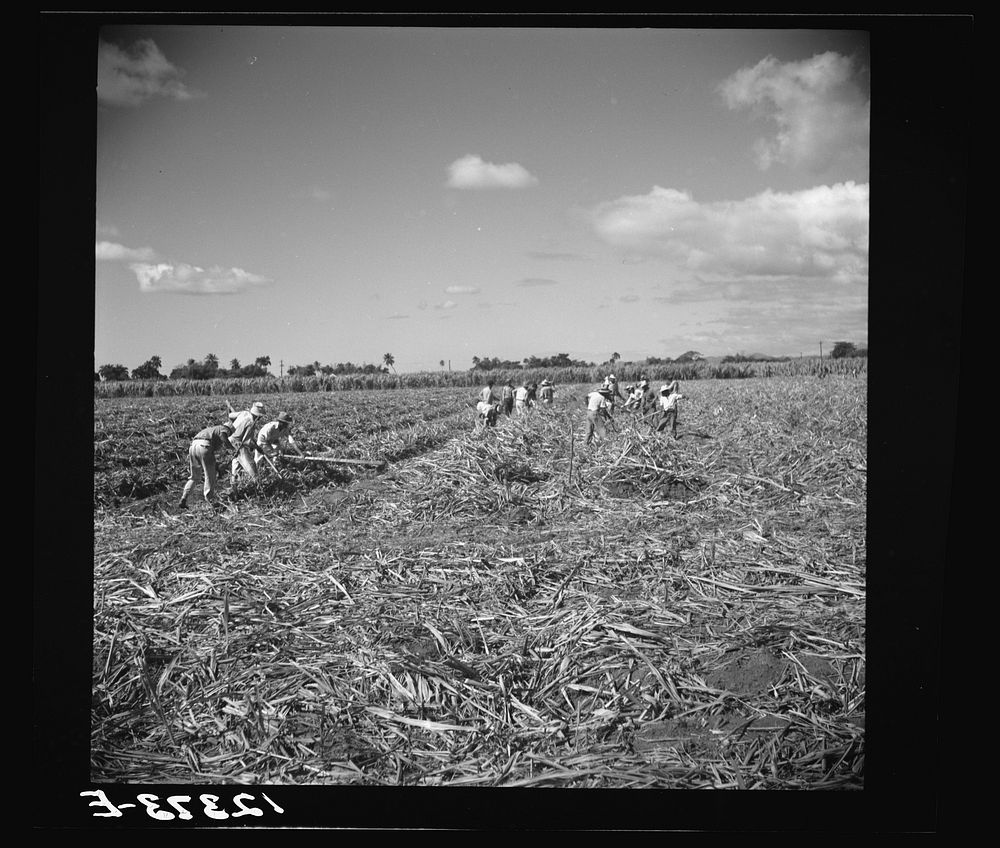 [Untitled photo, possibly related to: Ponce (vicinity), Puerto Rico. Sugar workers on a plantation]. Sourced from the…
