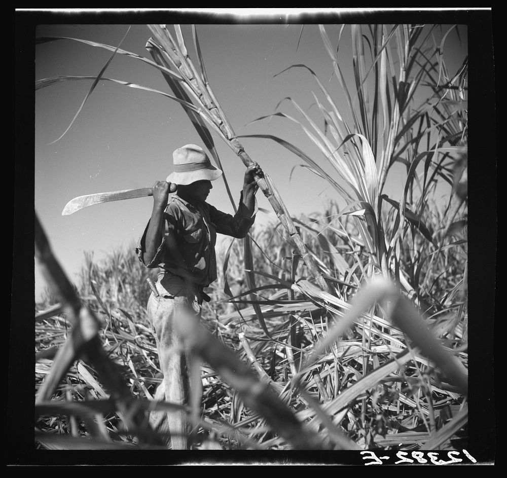 [Untitled photo, possibly related to: Cutting sugar cane. Near Ponce, Puerto Rico]. Sourced from the Library of Congress.
