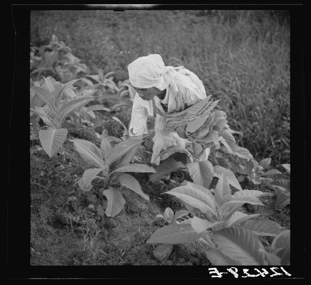 [Untitled photo, possibly related to: Workers in a tobacco field. The straw shed in the background is a hurricane shelter.…