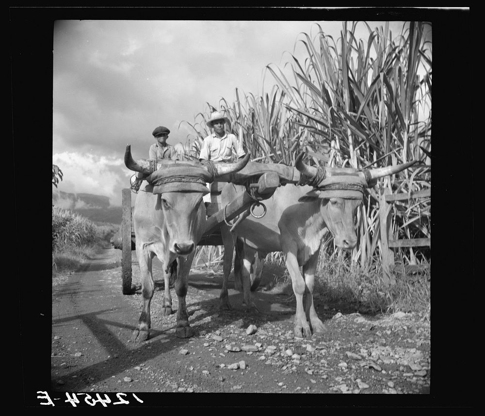 [Untitled photo, possibly related to: Native bulls pulling a load of sugar. Plantation near Ponce, Puerto Rico]. Sourced…