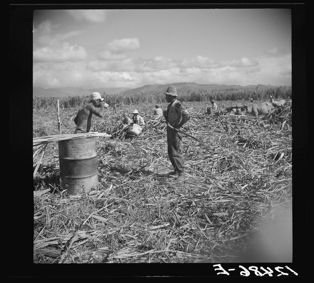 [Untitled photo, possibly related to: Ponce (vicinity), Puerto Rico. Sugar worker taking a drink of water on a plantation].…
