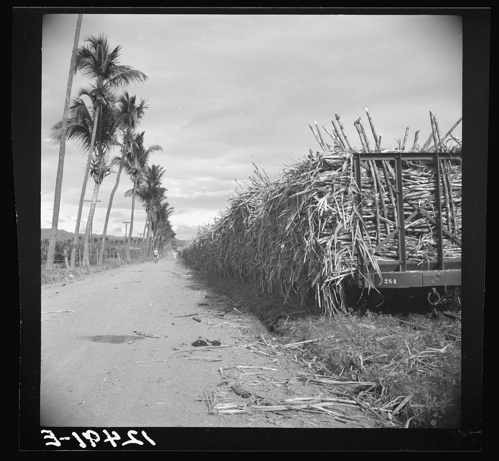 [Untitled photo, possibly related to: Sugar cane being loaded onto a train for transportation to the refinery. Near Ponce…