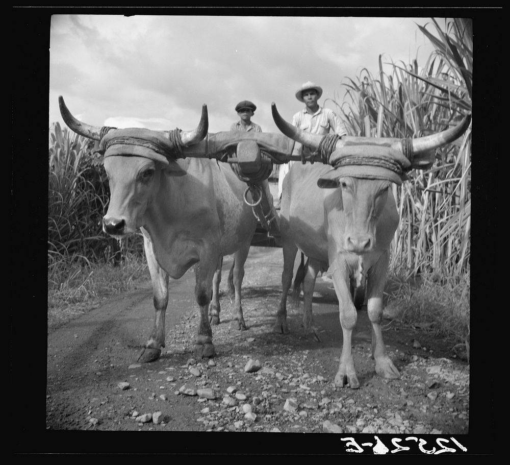[Untitled photo, possibly related to: Native bulls pulling a load of sugar. Plantation near Ponce, Puerto Rico]. Sourced…