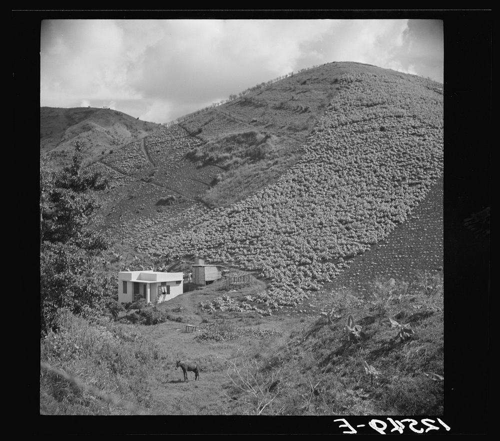 [Untitled photo, possibly related to: Hurricane-proof house and tobacco field. La Plata project, Puerto Rico]. Sourced from…