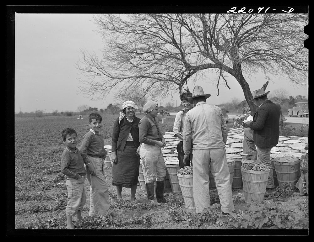 Brownsville, Texas (vicinity). Bean harvesters on large farm. Sourced from the Library of Congress.