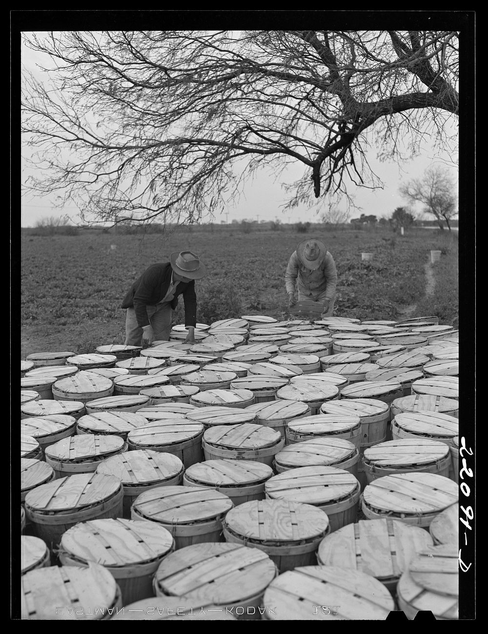 Brownsville, Texas (vicinity). Bean crop on a farm. Sourced from the Library of Congress.