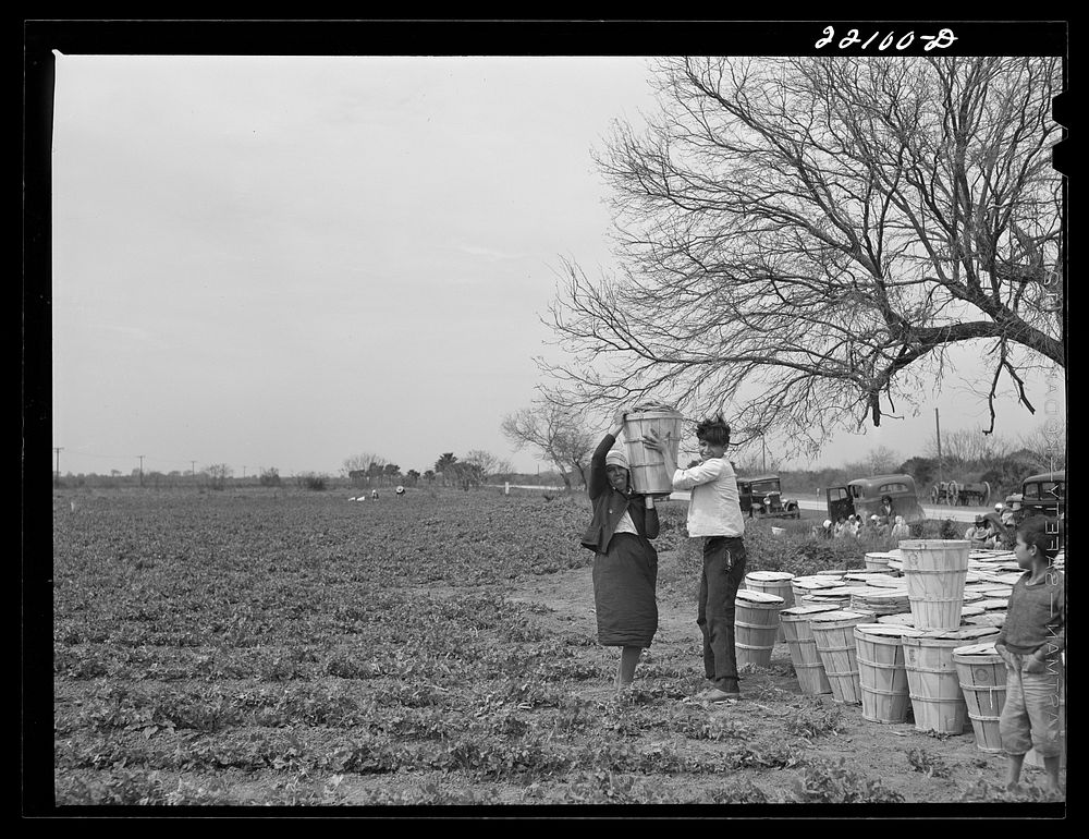 [Untitled photo, possibly related to: Brownsville, Texas (vicinity). Bean crop on a farm]. Sourced from the Library of…