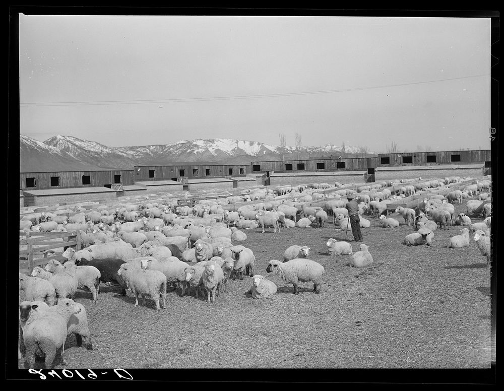 Sheepherder with ewes and newborn lambs. Dangberg Ranch, Douglas County, Nevada. Sourced from the Library of Congress.