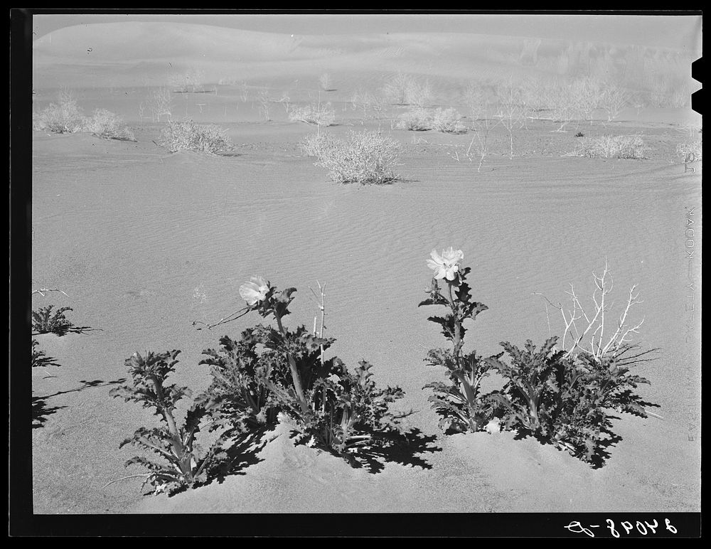 Desert thistle in bloom. Nye County, Nevada. Sourced from the Library of Congress.