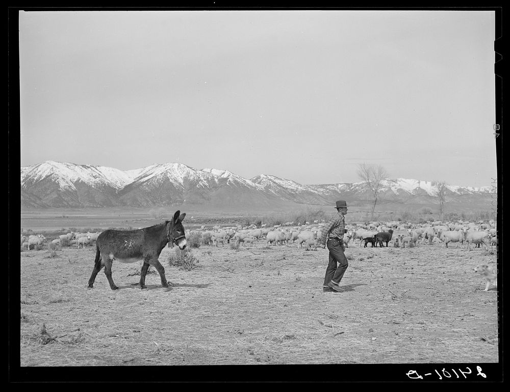Sheepherder with burro. Dangberg Ranch, Douglas County, Nevada. Sourced from the Library of Congress.