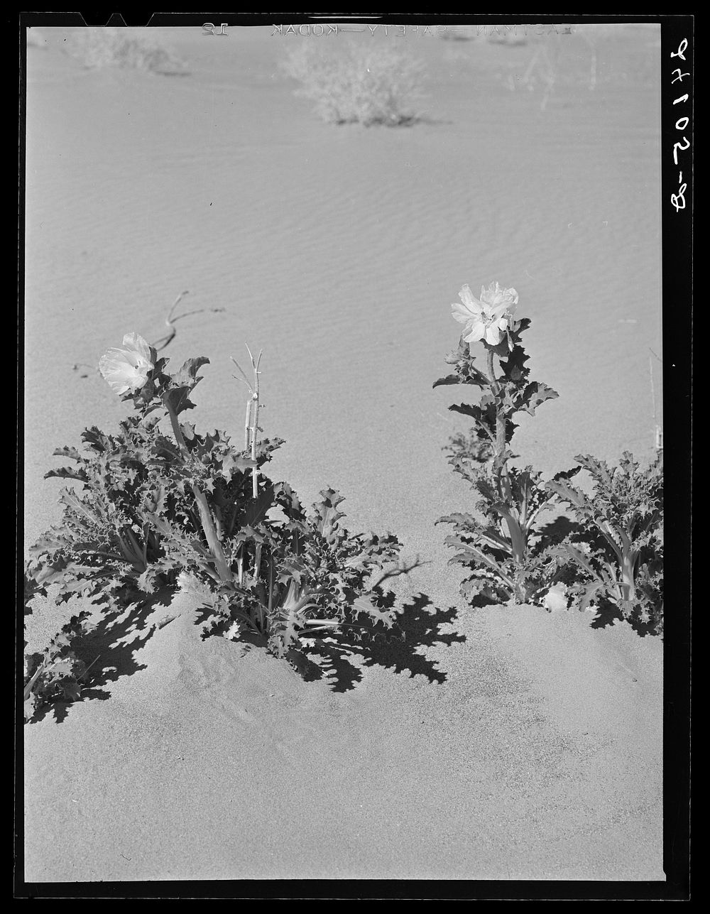 [Untitled photo, possibly related to: Desert thistle in bloom. Nye County, Nevada]. Sourced from the Library of Congress.