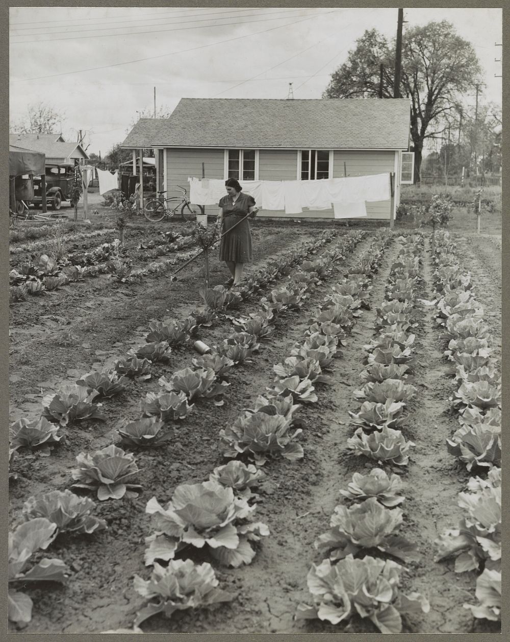Gardens at labor homes add to incomes. Tulare migrant camp. Visalia, California. Sourced from the Library of Congress.