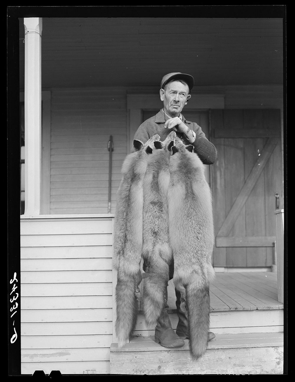 Perley Mosley with three pelts from foxes he trapped. Eden Mills, Vermont. Sourced from the Library of Congress.