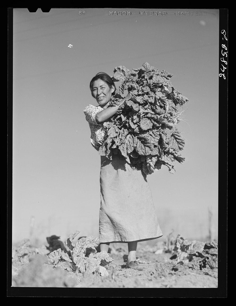 [Untitled photo, possibly related to: Harvesting spinach crop. Community garden, Robstown, Texas]. Sourced from the Library…