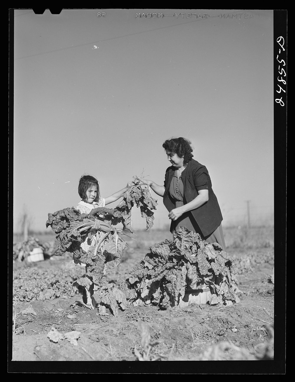 Harvesting spinach crop. Community garden, FSA (Farm Security Administration) camp, Robstown, Texas. Sourced from the…