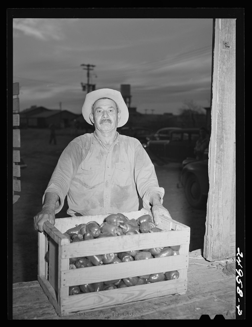 Weslaco, Texas. Peppers at packing shed. Sourced from the Library of Congress.