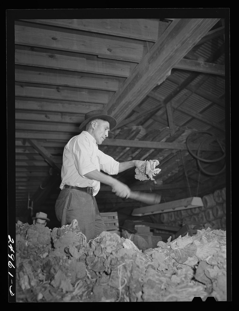 Weslaco, Texas. Preparing broccoli for packing. Packing shed. Sourced from the Library of Congress.