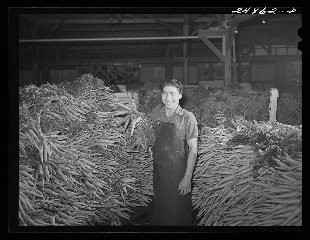 Weslaco, Texas. Carrots. Packing shed. Sourced from the Library of Congress.