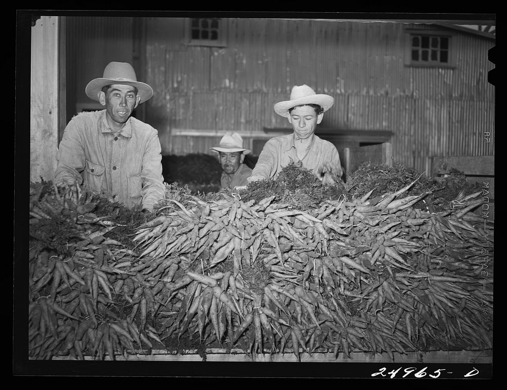 [Untitled photo, possibly related to: Weslaco, Texas. Carrots. Packing shed]. Sourced from the Library of Congress.