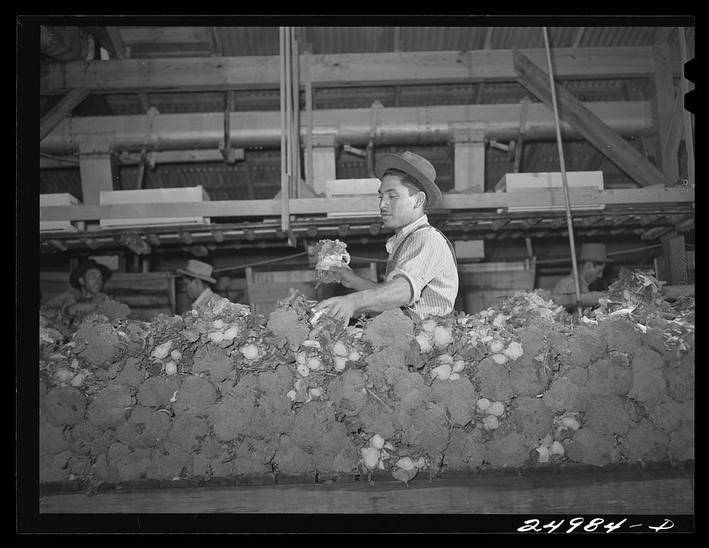 Weslaco, Texas. Packing broccoli in the packing shed. Sourced from the Library of Congress.