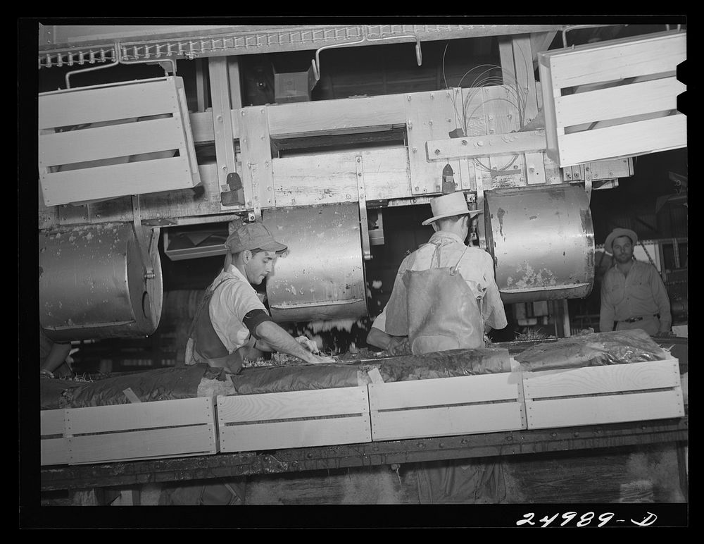 Robstown, Texas. Packing radishes. Sourced from the Library of Congress.