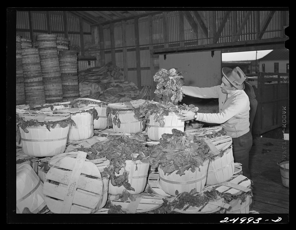 Robstown, Texas. Spinach in the packing plant. Sourced from the Library of Congress.