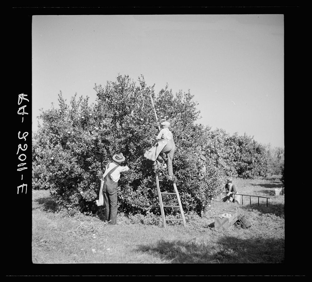 Picking tangerines. Hernando County, Florida. Sourced from the Library of Congress.