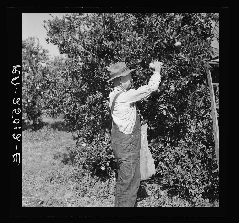 Picking oranges. Hernando County, Florida. Sourced from the Library of Congress.
