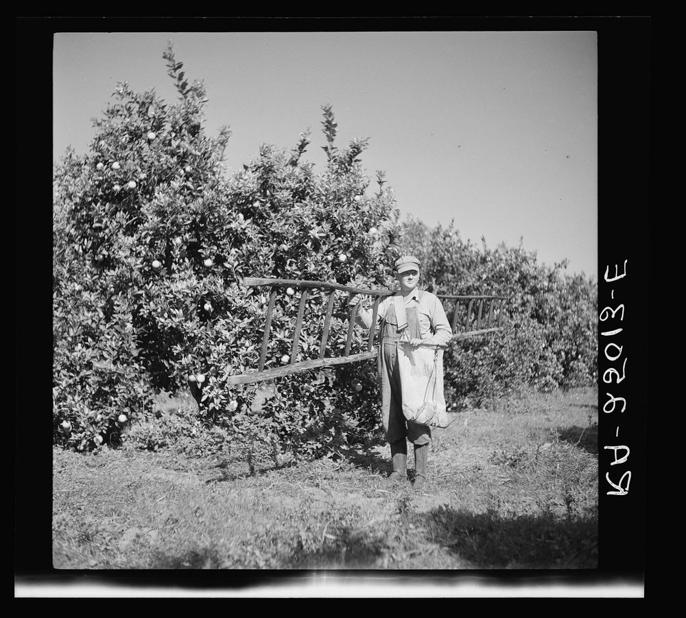 Fruit picker. Hernando County, Florida. Sourced from the Library of Congress.
