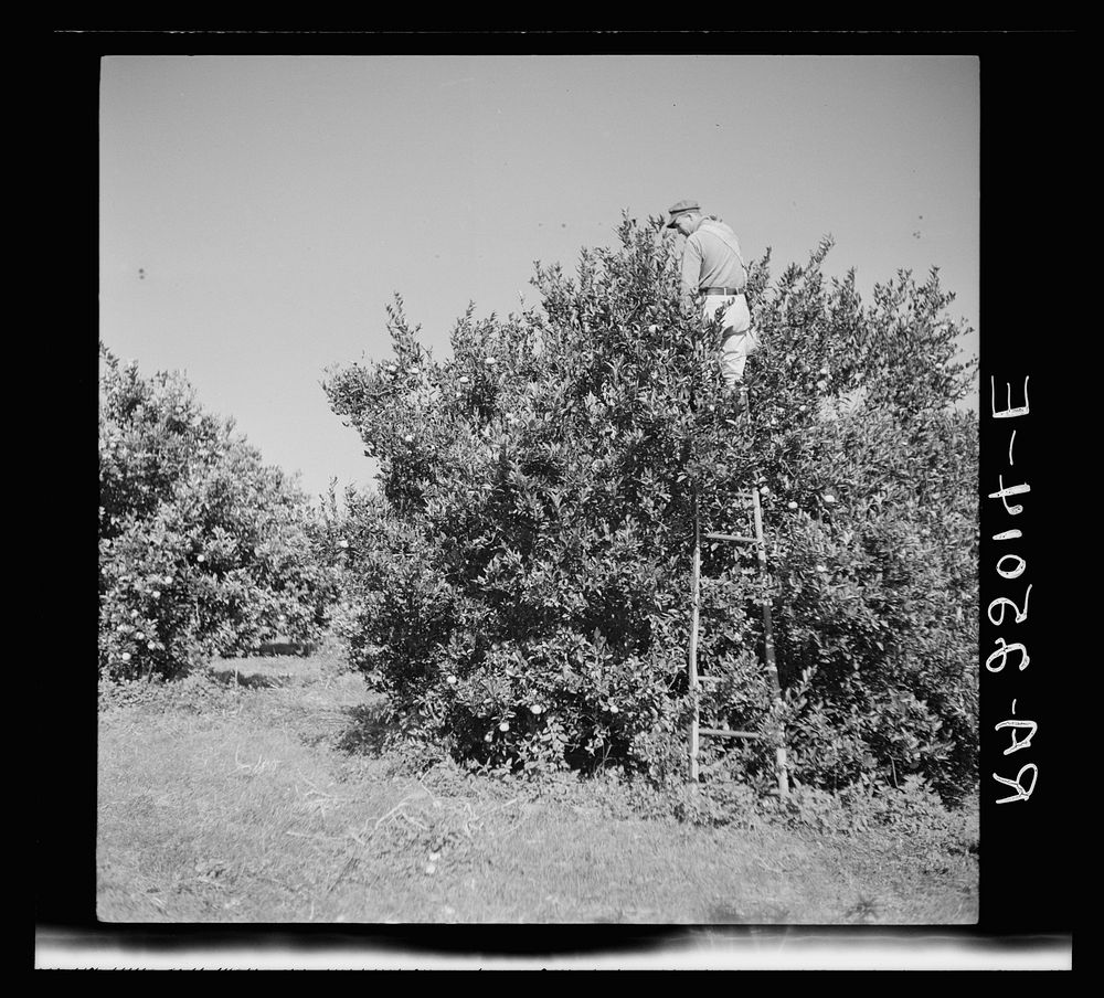 Picking tangerines. Brooksville, Florida. Polk County. Sourced from the Library of Congress.