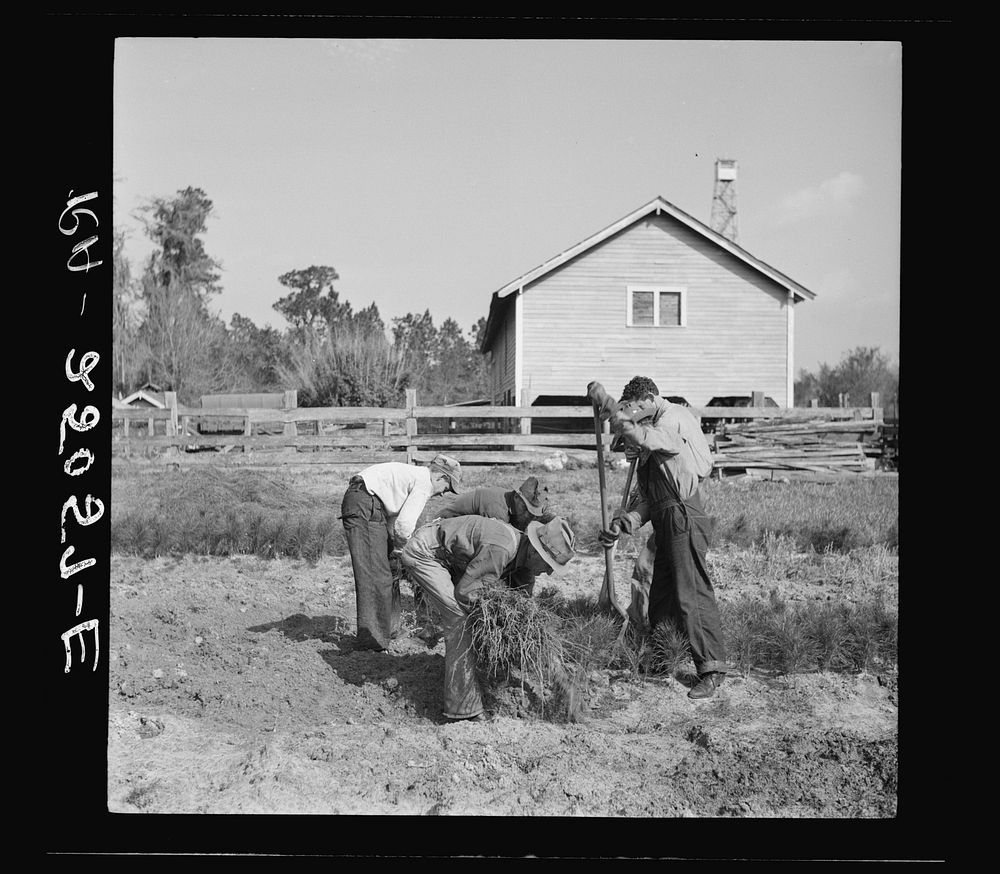 Removing pine seedlings from beds of the nursery. Withlacoochee Land Use Project, Florida. Sourced from the Library of…