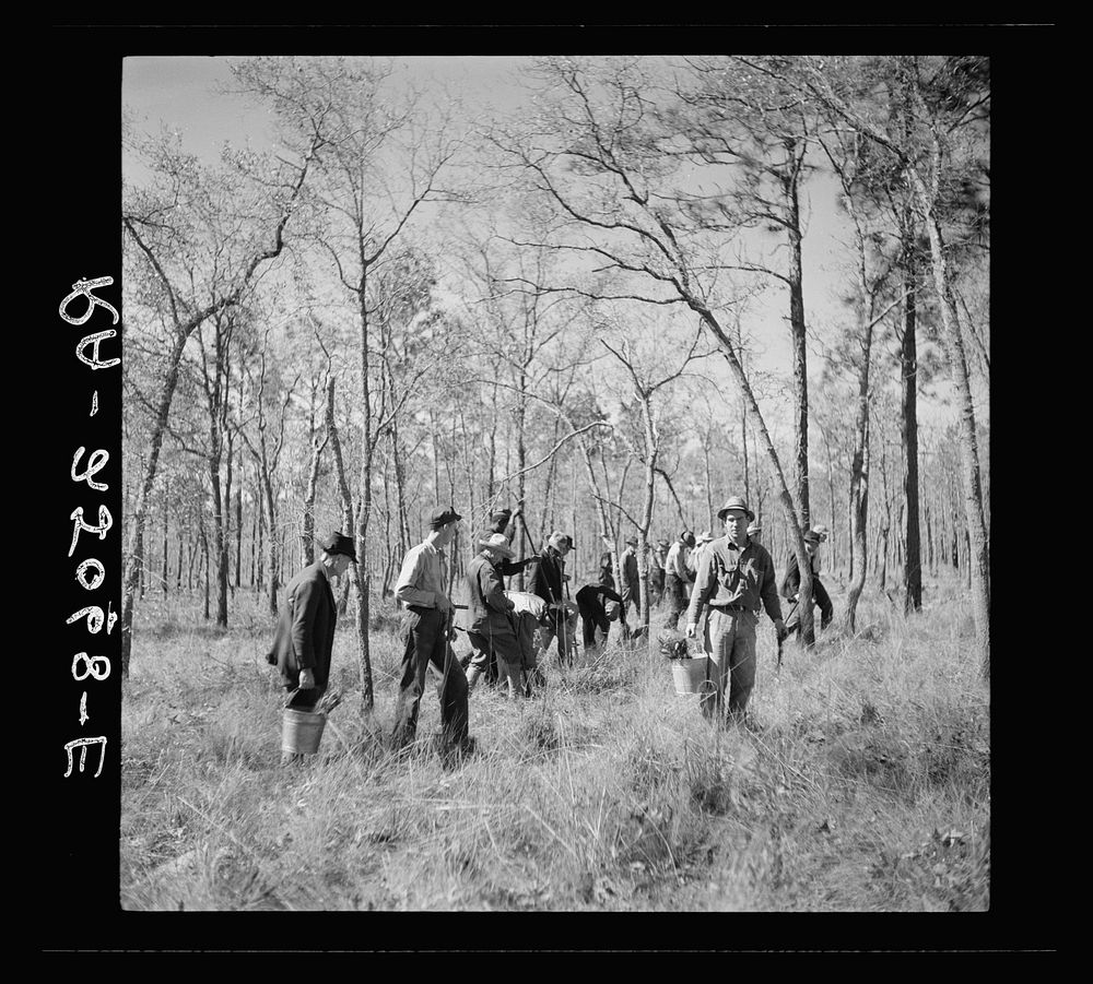 Men planting pine trees. Withlacoochee Land Use Project, Florida. Sourced from the Library of Congress.