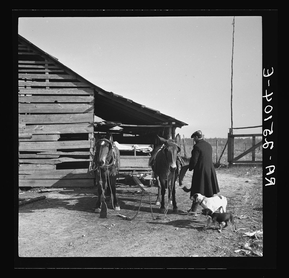 Tenant farmer unhitching team. Walker County, Alabama. Sourced from the Library of Congress.