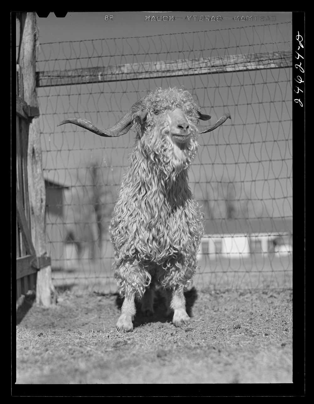 College Station, Texas. Texas Agricultural and Mechanical College. Male goat. Sourced from the Library of Congress.