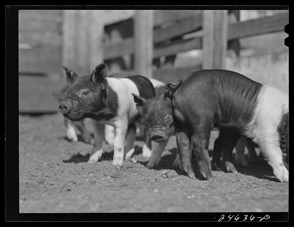 College Station, Texas. Texas Agricultural and Mechanical College. Pigs. Sourced from the Library of Congress.