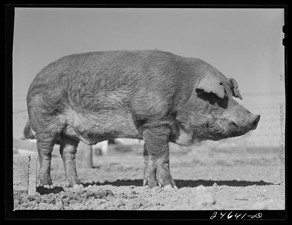 College Station, Texas. Texas Agricultural and Mechanical College. Boar. Sourced from the Library of Congress.