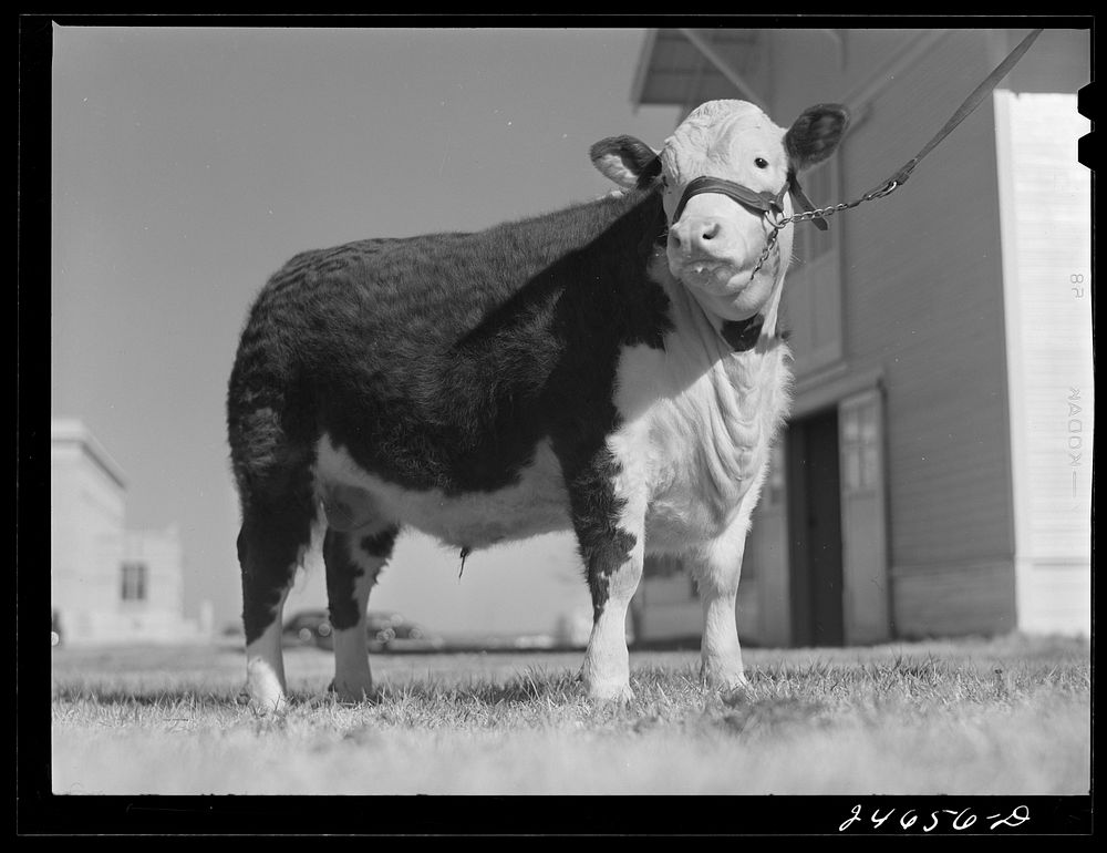 College Station, Texas. Texas Agricultural and Mechanical College. Bull calf. Sourced from the Library of Congress.