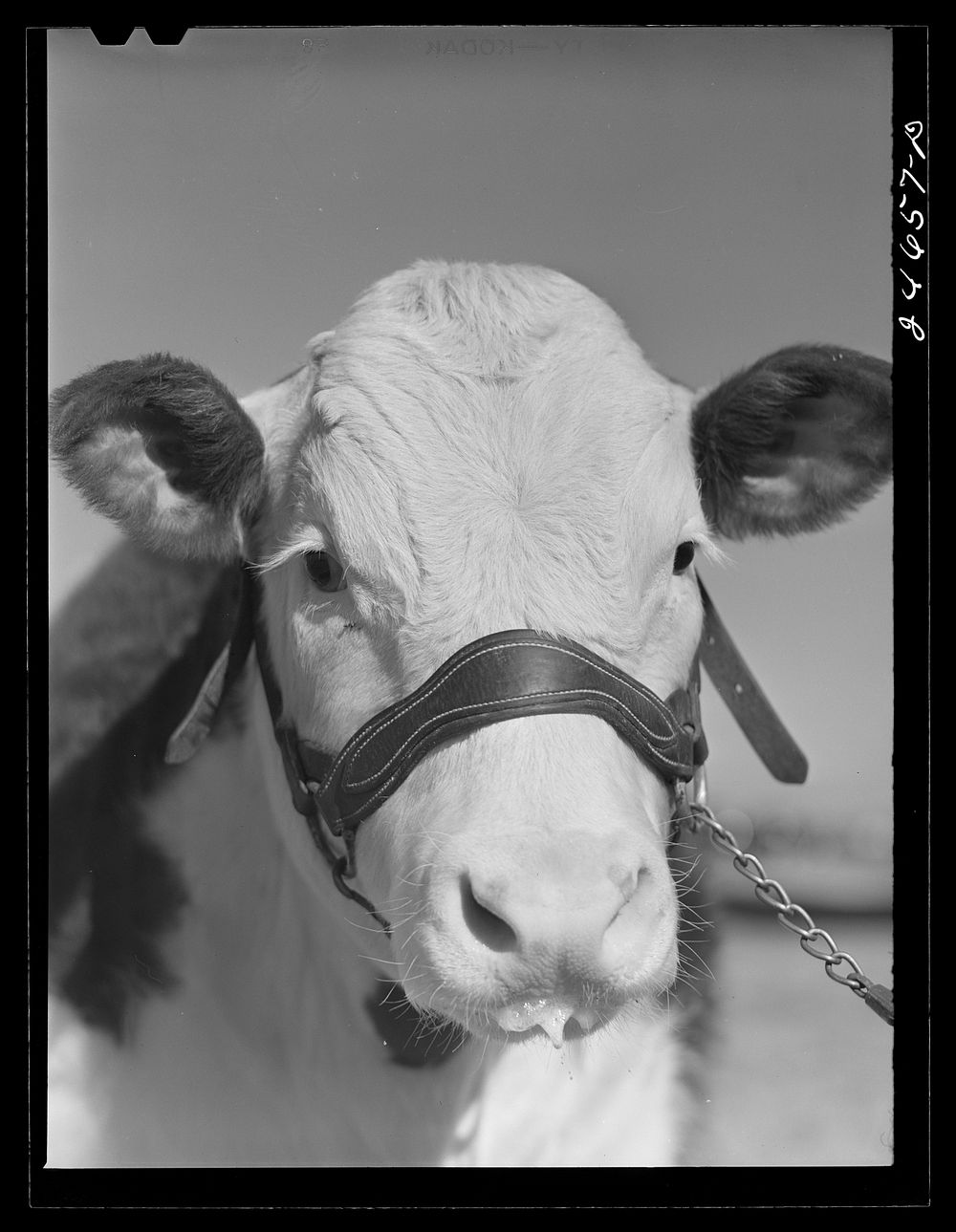 College Station, Texas. Texas Agricultural and Mechanical College. Bull calf. Sourced from the Library of Congress.
