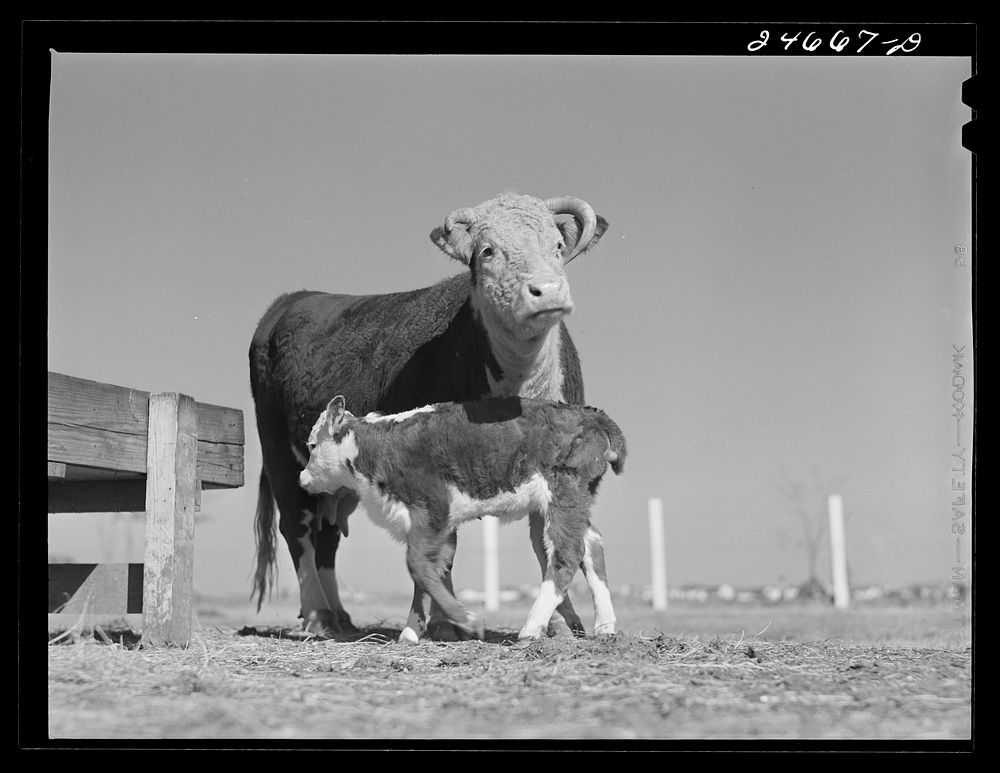 College Station, Texas. Texas Agricultural and Mechanical college. Cow and calf. Sourced from the Library of Congress.